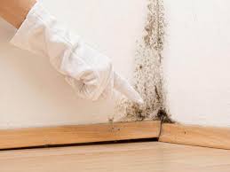 Why You Should Choose Our Mold Remediation Services in Sausalito, CA